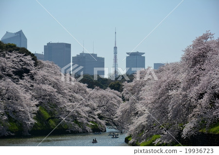Cherry blossoms at Chidorigafuchi Cherry blossoms at Chidorigafuchi 19936723