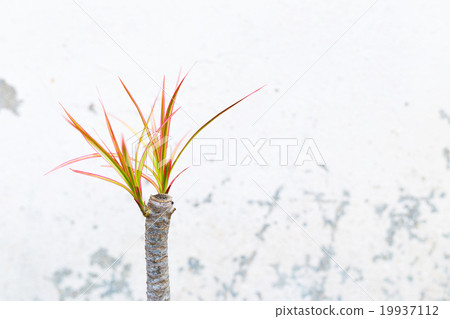 The ornamental trees put forth leave-buds The ornamental trees put forth leave-buds 19937112