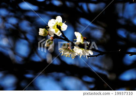 白梅（透射光） 19937310