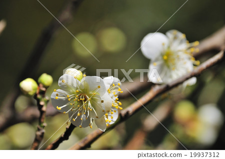 White plum White plum 19937312