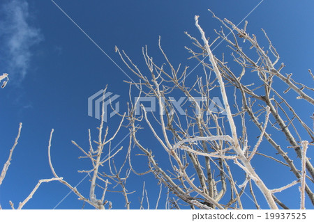 Tree to look up Tree to look up 19937525