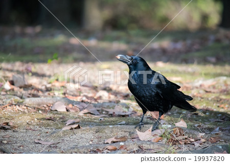 A state of a crow aura fruit A state of a crow aura fruit 19937820