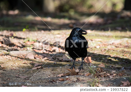 At the sideways position of the crow holding the acorn fruit At the sideways position of the crow holding the acorn fruit 19937822