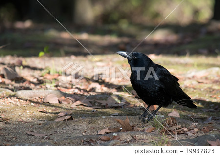 A frog crow with beaks A frog crow with beaks 19937823