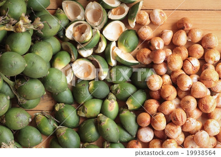 Betel palm Betel palm 19938564