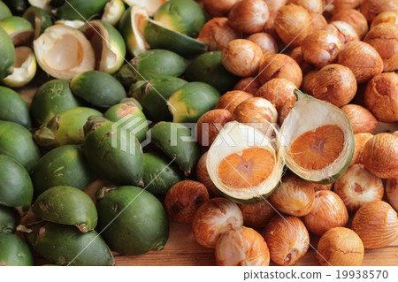 Betel palm Betel palm 19938570