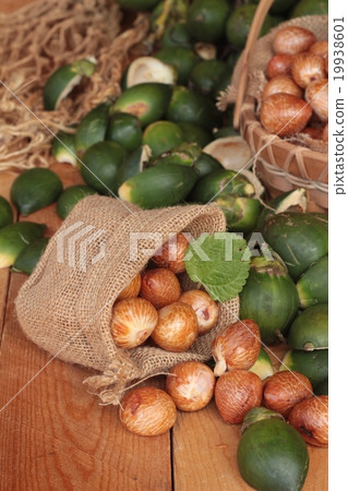 Betel palm Betel palm 19938601
