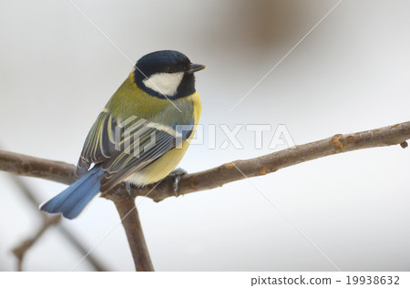 great tit on tree brunch great tit on tree brunch 19938632