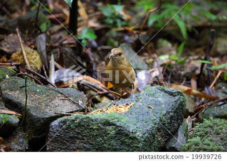 Aoi yai yarrow Aoi yai yarrow 19939726