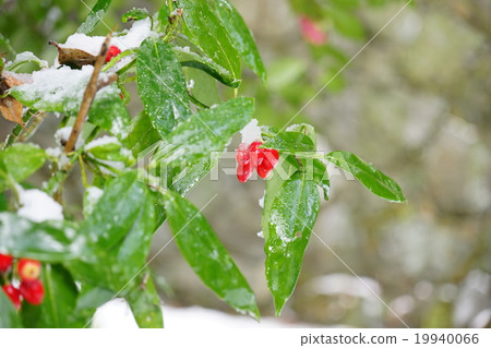 Fruit of Sansu 19940066