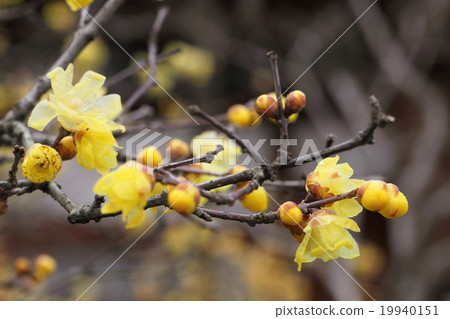 蓮花寺的蠟李子 蓮花寺的蠟李子 19940151