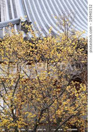 Wax plums of Lotus Temple 19940152