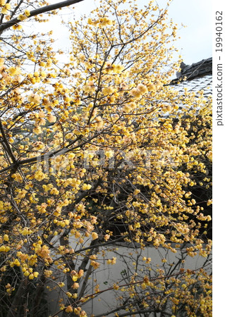 Wax plums of Lotus Temple 19940162