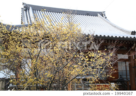 Wax plums of Lotus Temple 19940167