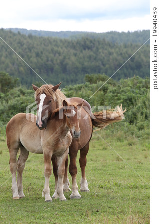 Horse parent and child Horse parent and child 19940439