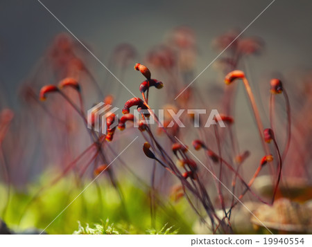 macro shot of some moss spores 19940554