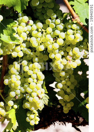 white grape in Jarnac, Poitou-Charentes, France 19940591