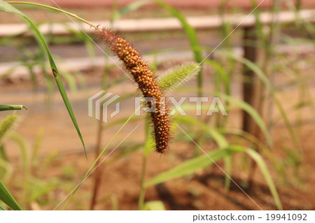 Millet 19941092