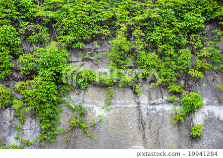 Old concrete wall covered with the green ivy 19941284