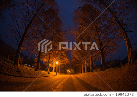 makino metasequoia 19941378