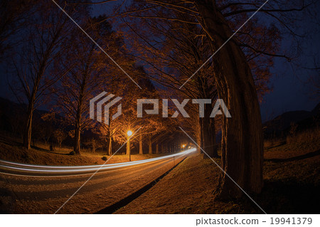makino metasequoia 19941379