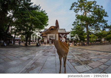 deer with nara temple deer with nara temple 19942038