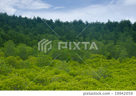 Green mangrove forest ,Rayong,Thailand 19942059