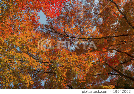Foliage leaves tree background 19942062