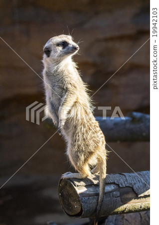 meerkat  19942103