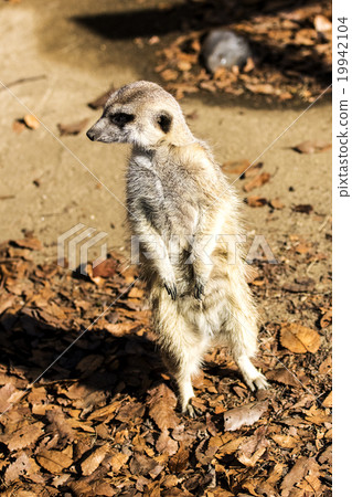 meerkat  19942104