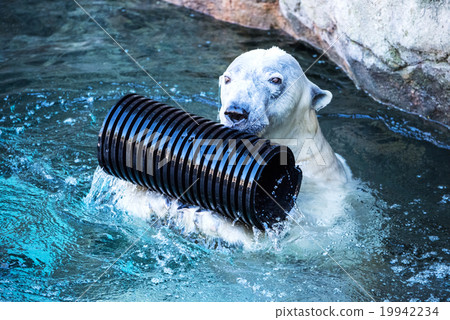 Polar bears 19942234