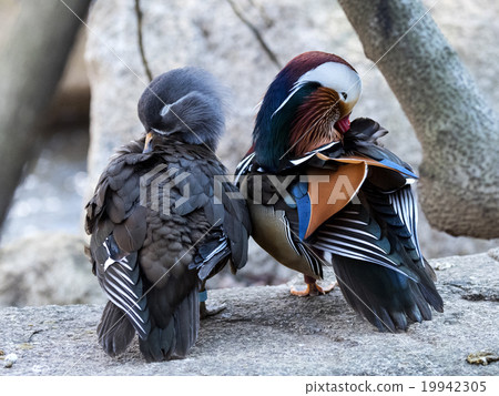 Mandarin duck couple Mandarin duck couple 19942305