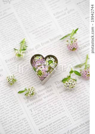 Heart type and Alyssum 19942744