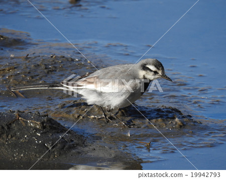 Hakusekirei 19942793