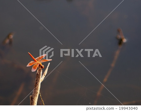 large yellow orange dragonfly on grass in nature 19943040