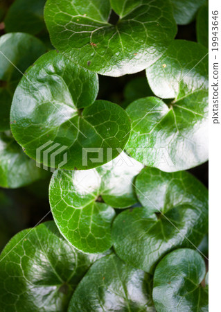 Shiny green leaves of asarabacca Asarum europaeum Shiny green leaves of asarabacca Asarum europaeum 19943646