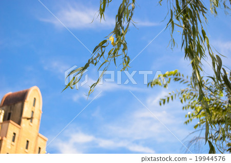 柳樹和建築物在風中搖晃 柳樹和建築物在風中搖晃 19944576