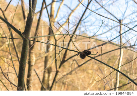 Fruit of trees remaining after autumn-winter mountain fallen leaves 19944894