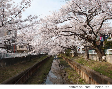 前Sumimoshi Shibukawa盛開的櫻花盛開 19944946