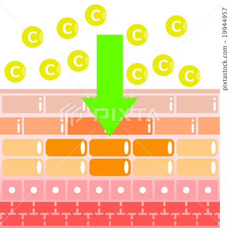 Skin cross section Skin cross section 19944957