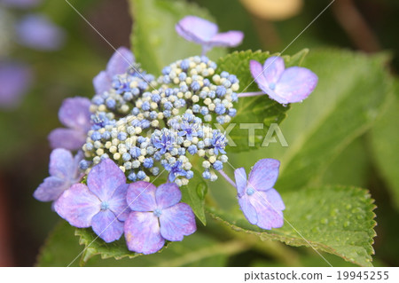 hydrangea hydrangea 19945255