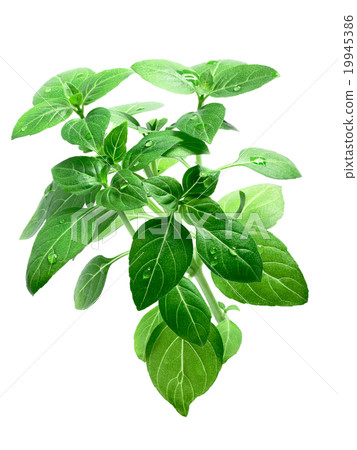 Lemon basil isolated, clipping path 19945386