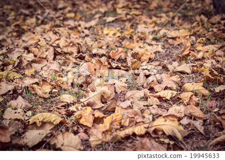 Dry leaf on floor 19945633