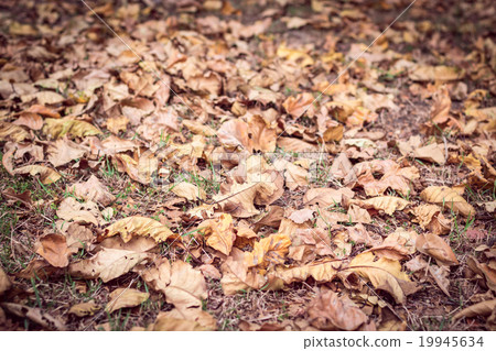 Dry leaf on floor Dry leaf on floor 19945634