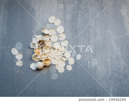 new life is born, eggshell of unidentified animal 19948294