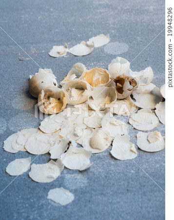 new life is born, eggshell of unidentified animal 19948296