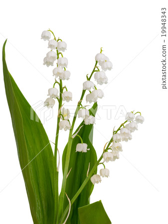 Lily of the valley 19948343