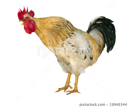 rooster 19948344