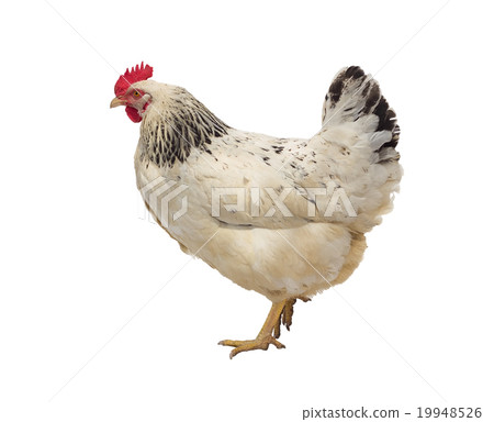 Speckled hen Speckled hen 19948526