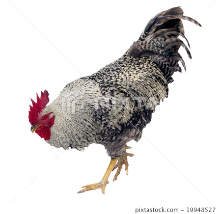 rooster 19948527